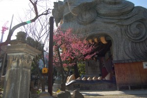 難波八阪神社　紅梅　1/3