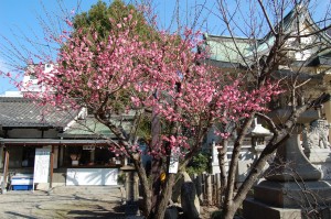 難波八阪神社　紅梅　3/3